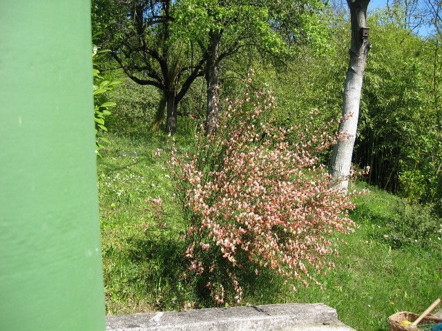 Cytisus 